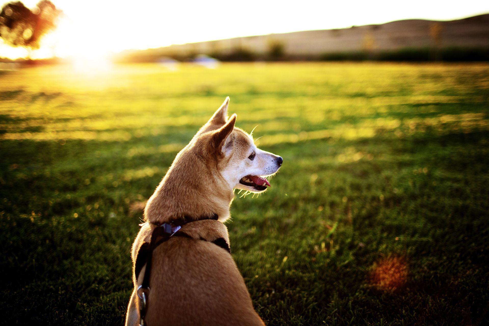 beautiful akita inu on the grass wallpaper and image wallpaper