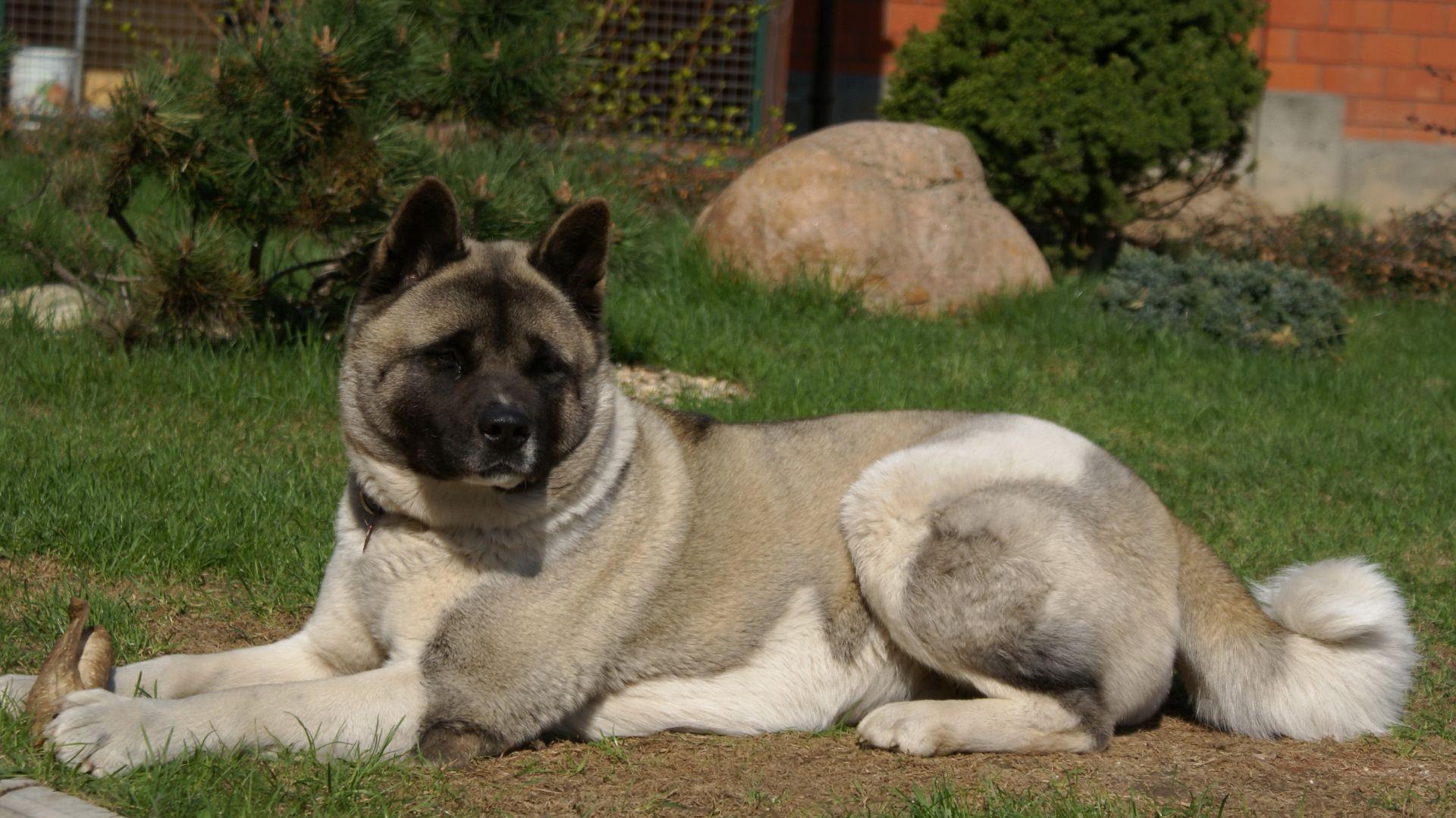 American Akita Wallpaper HD Download