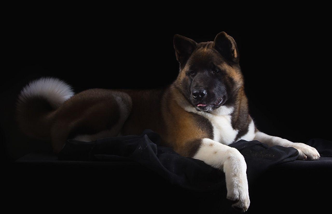 Picture Animals American Akita Dogs Akita Black background