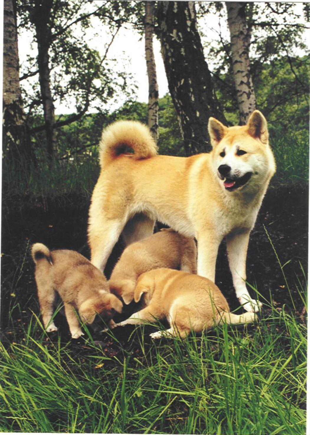 American Akita and puppies in the wood photo and wallpaper