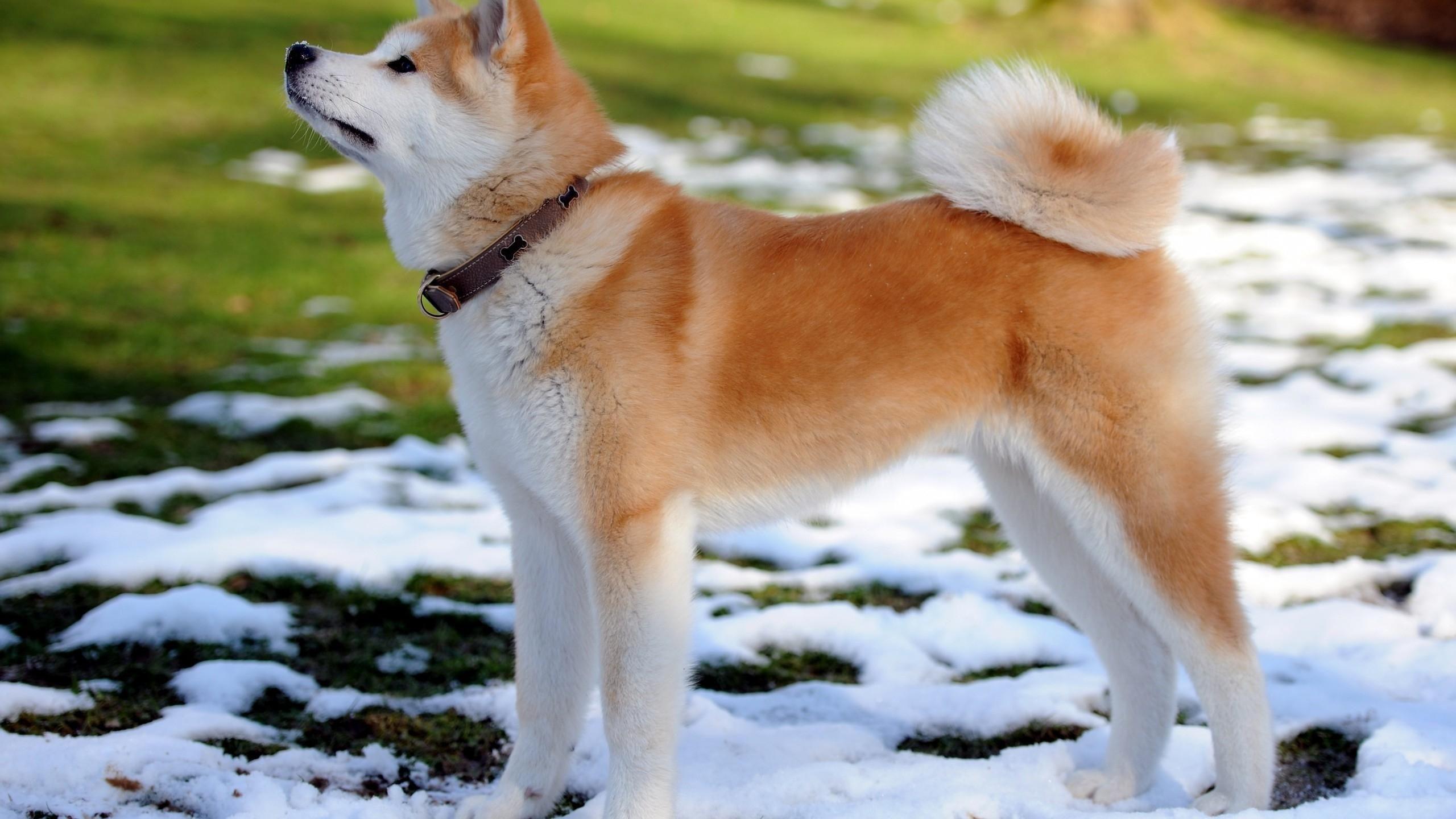 Akita Inu Wallpaper HD Download