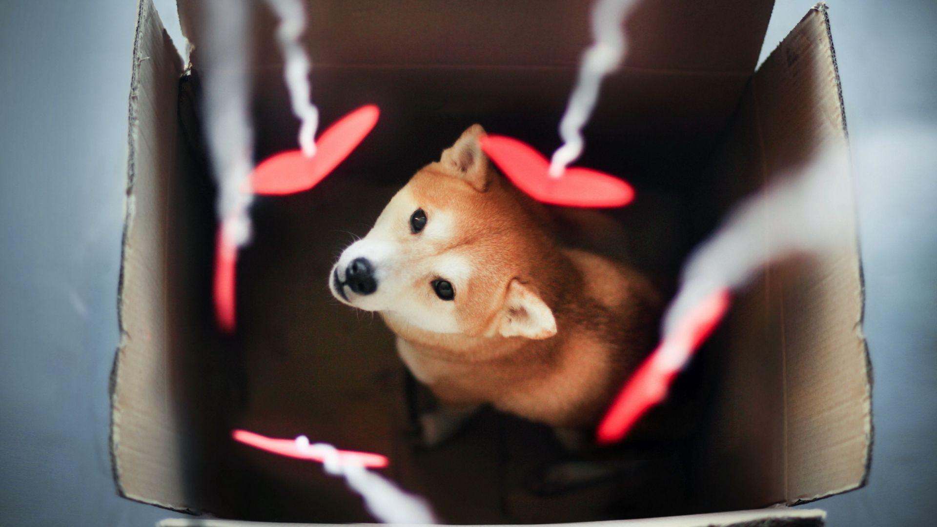Download Wallpaper 1920x1080 dog, akita inu, box, blurring Full HD