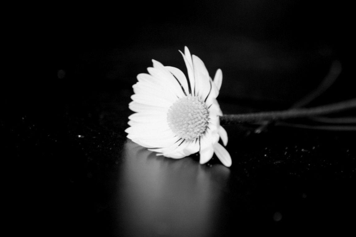 Flowers: Shine Daisy Black White Flower Cool Wallpaper for HD 16:9