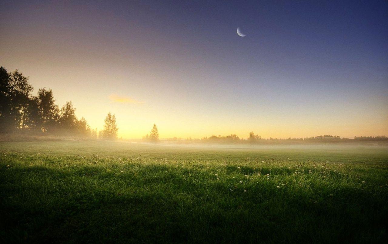 Meadow Trees Morning Foggy wallpaper. Meadow Trees Morning