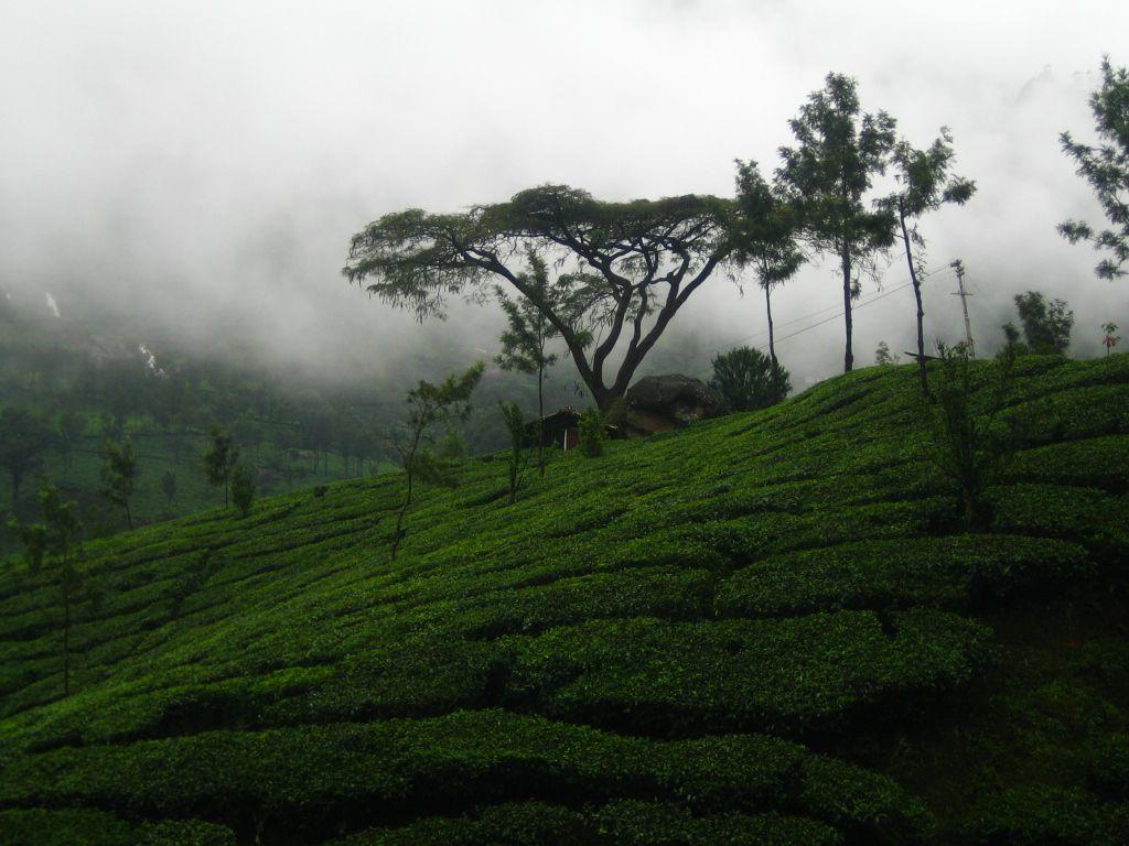Monsoon Destinations in India which look absolute stunning