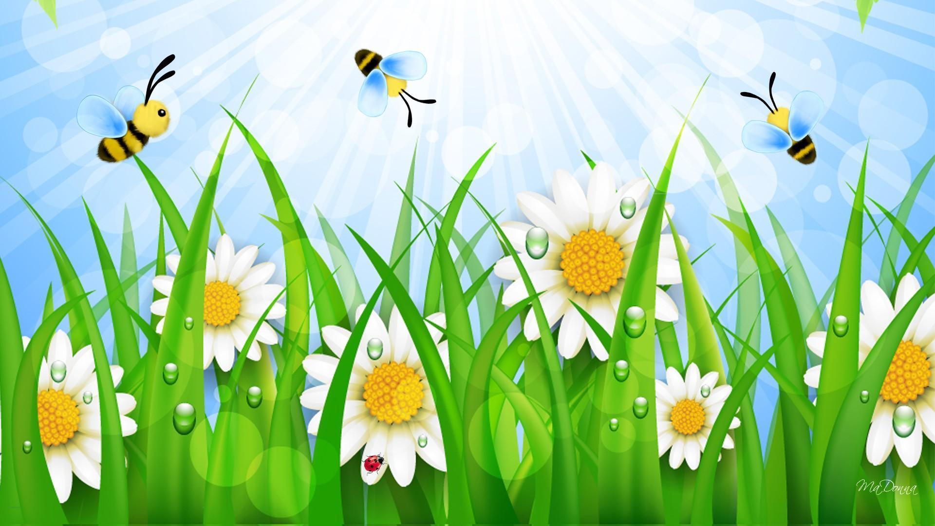 Busy Bee Daisies HD desktop wallpaper, Widescreen, High Definition