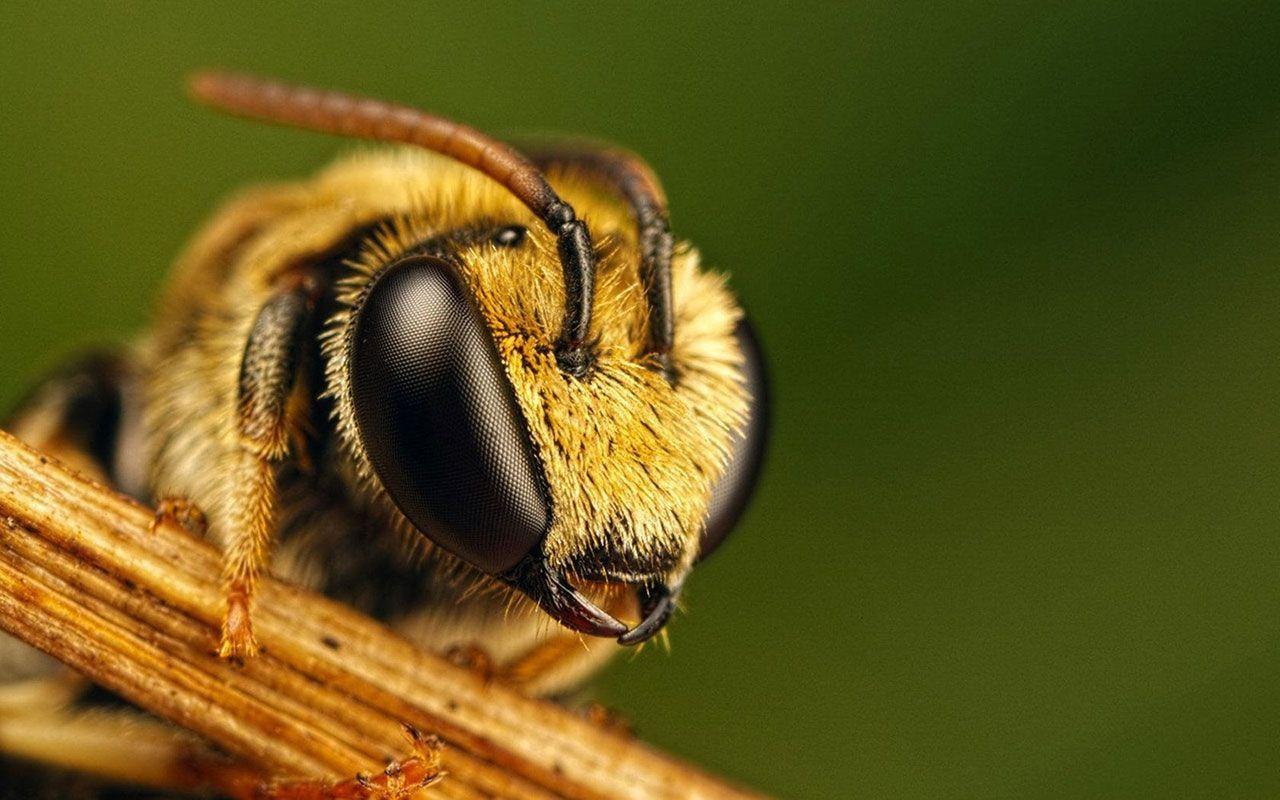 Some Bees are very cute: Bee HD Wallpaper. SAVE. THE BEES
