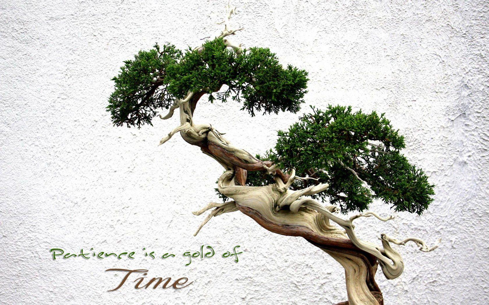 bonsai Wallpaper and Background Imagex1050