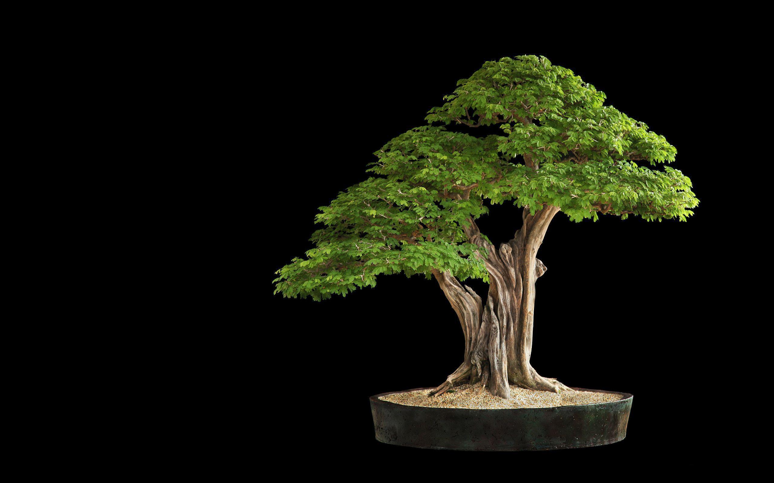Bonsai Tree Wallpaper 12 HD Wallpaper Free
