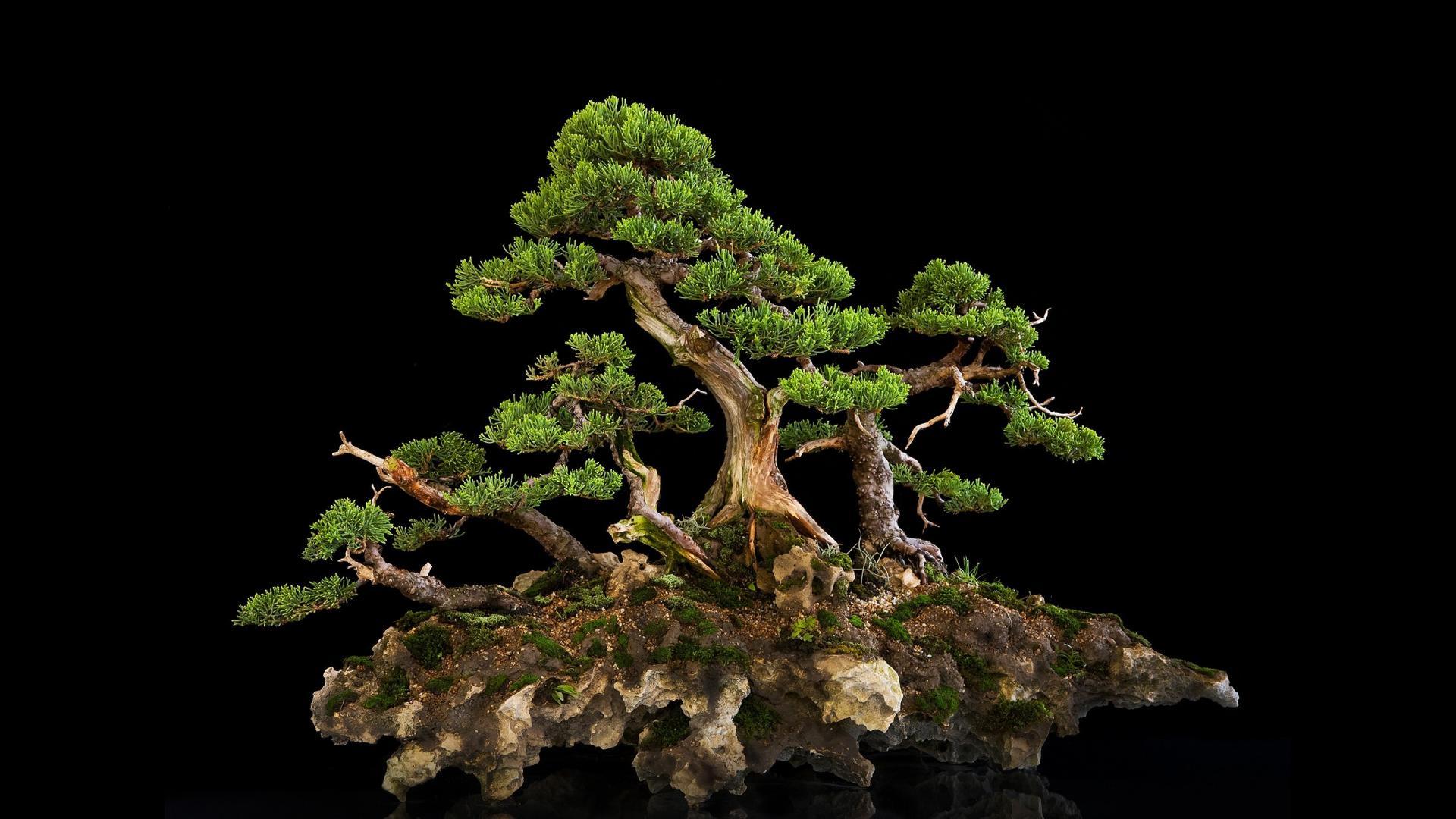 Wallpapers Bonsai Wallpaper Cave