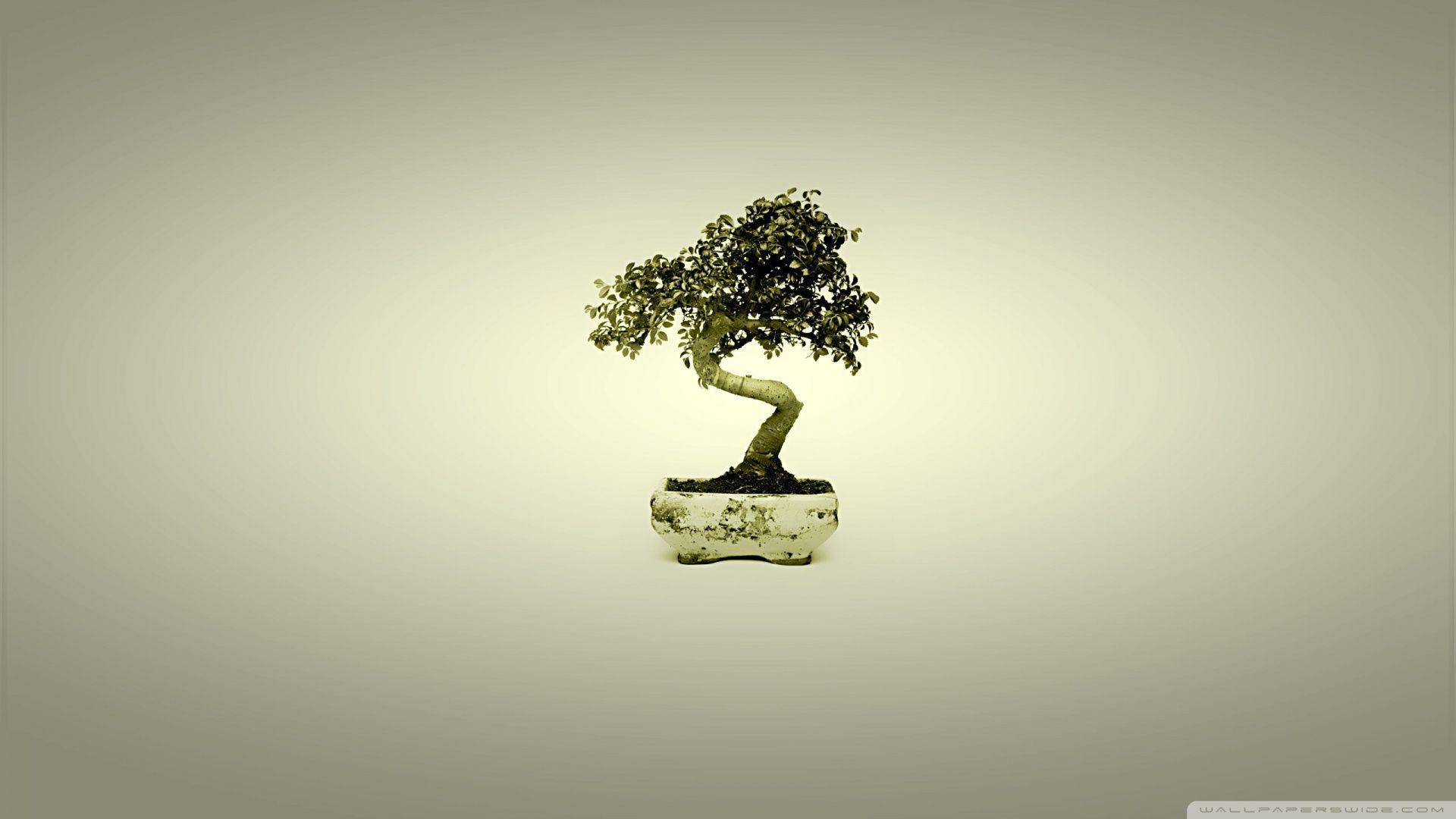 Bonsai Tree Art HD Wallpaper, Background Image