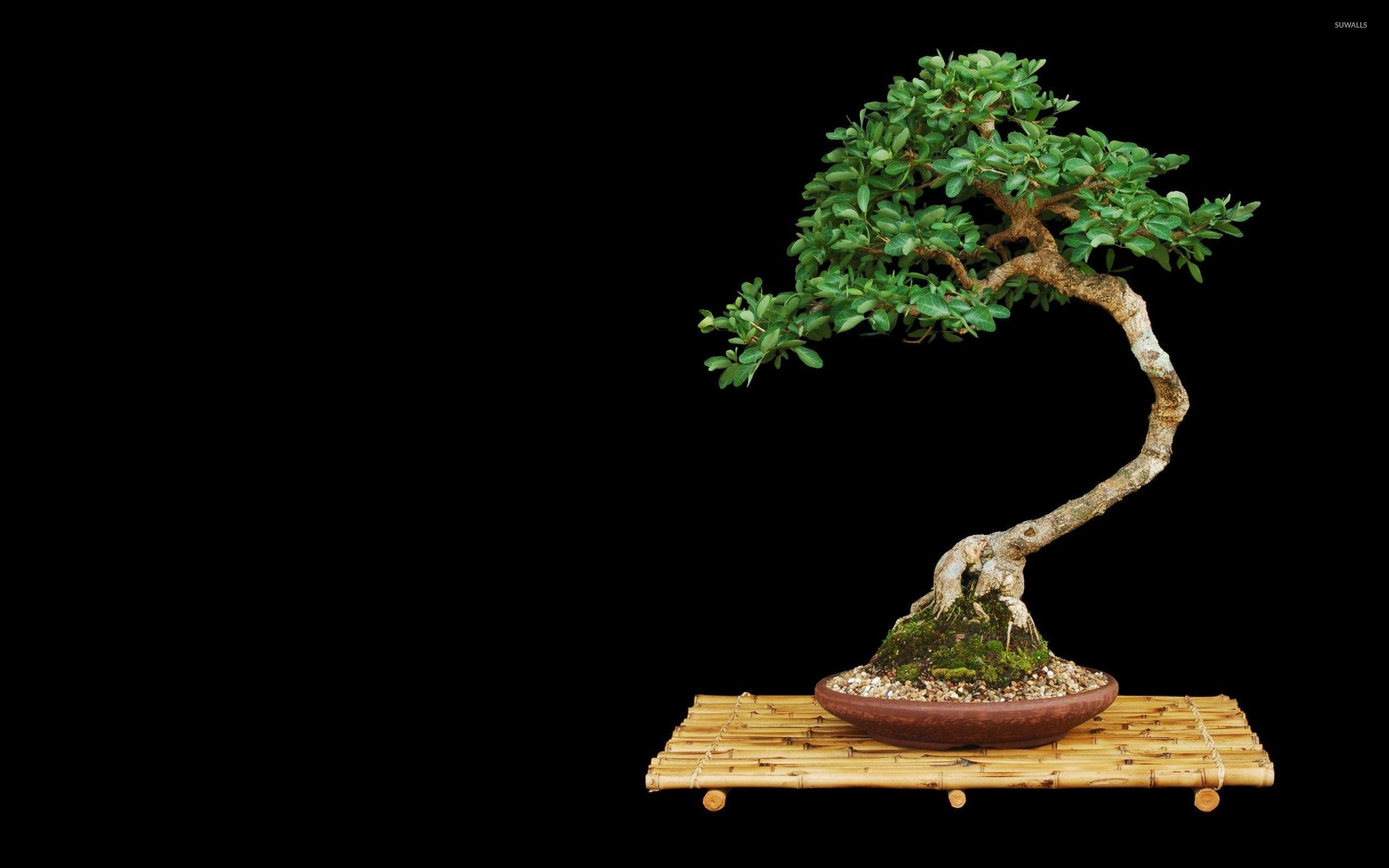 Bonsai wallpaper wallpaper
