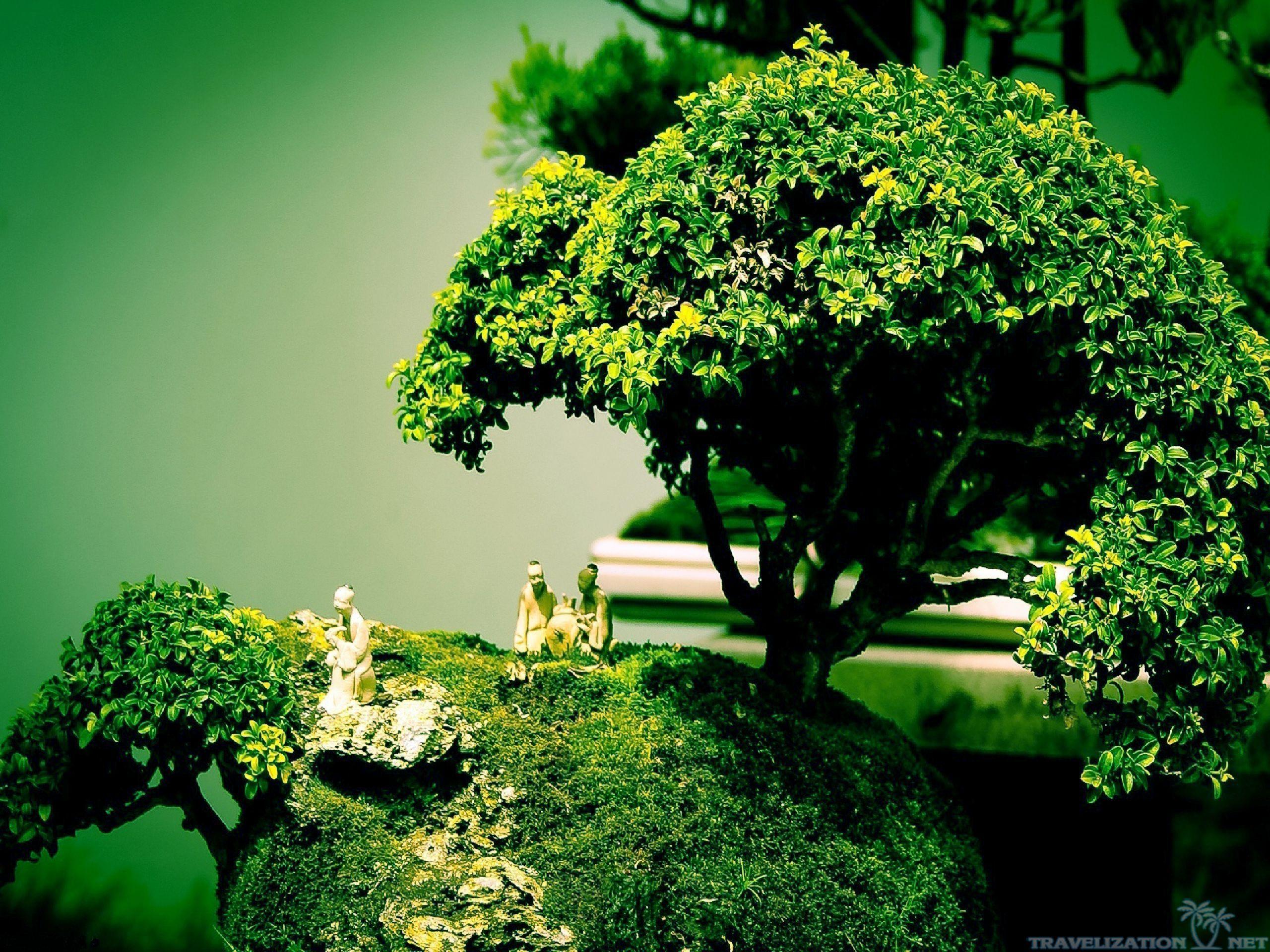 bonsai tree on mountain Live Wallpaper - free download