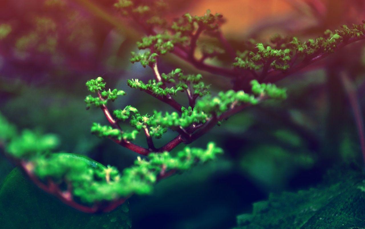 Bonsai wallpaper. Bonsai