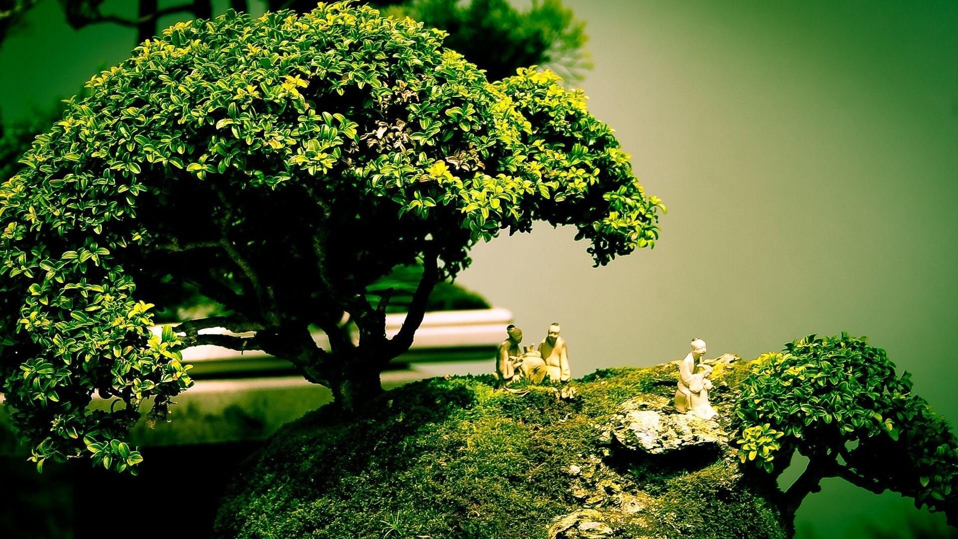 Bonsai Tree Art HD Wallpaper, Background Image