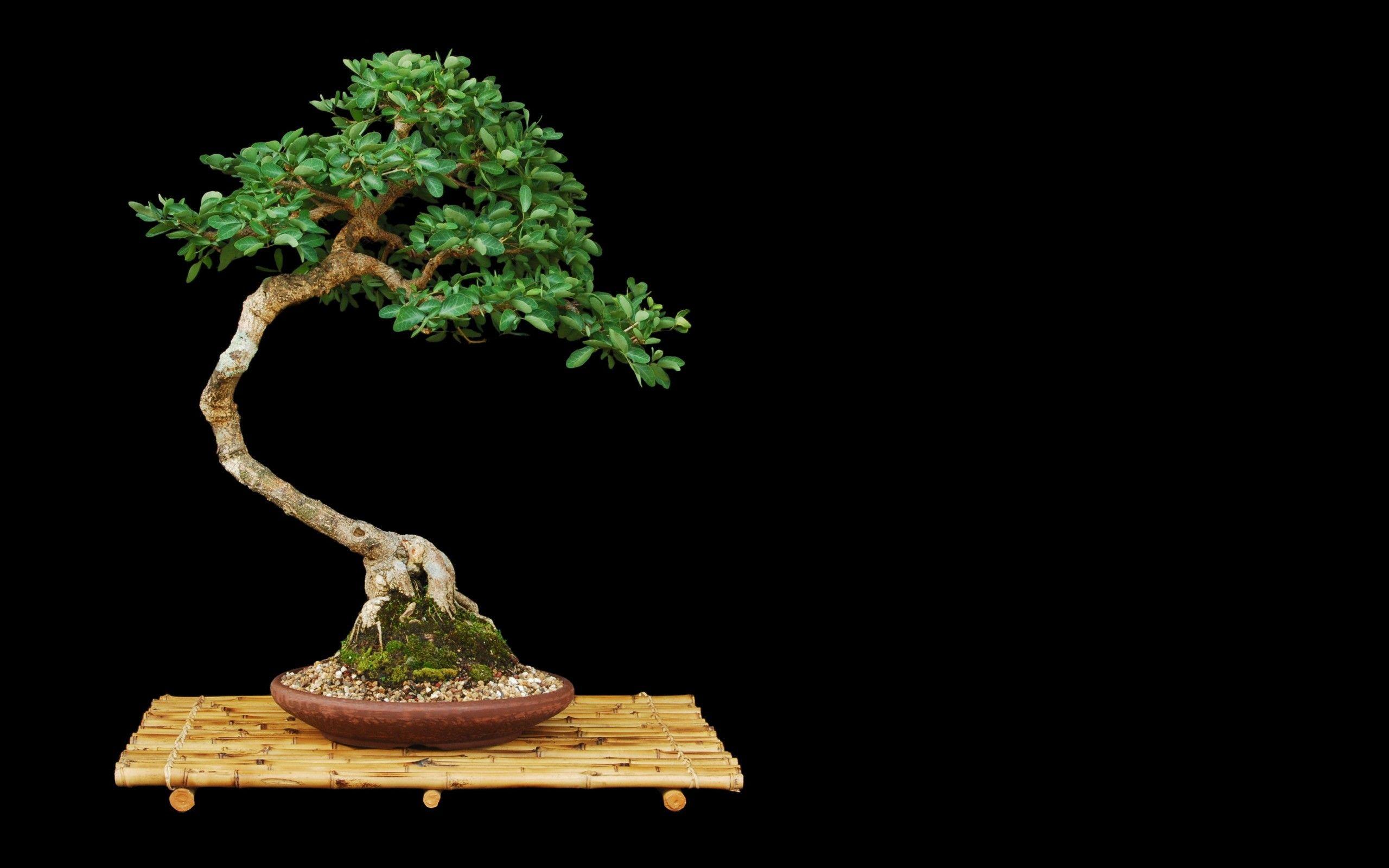 Bonsai background HD wallpaperx1600