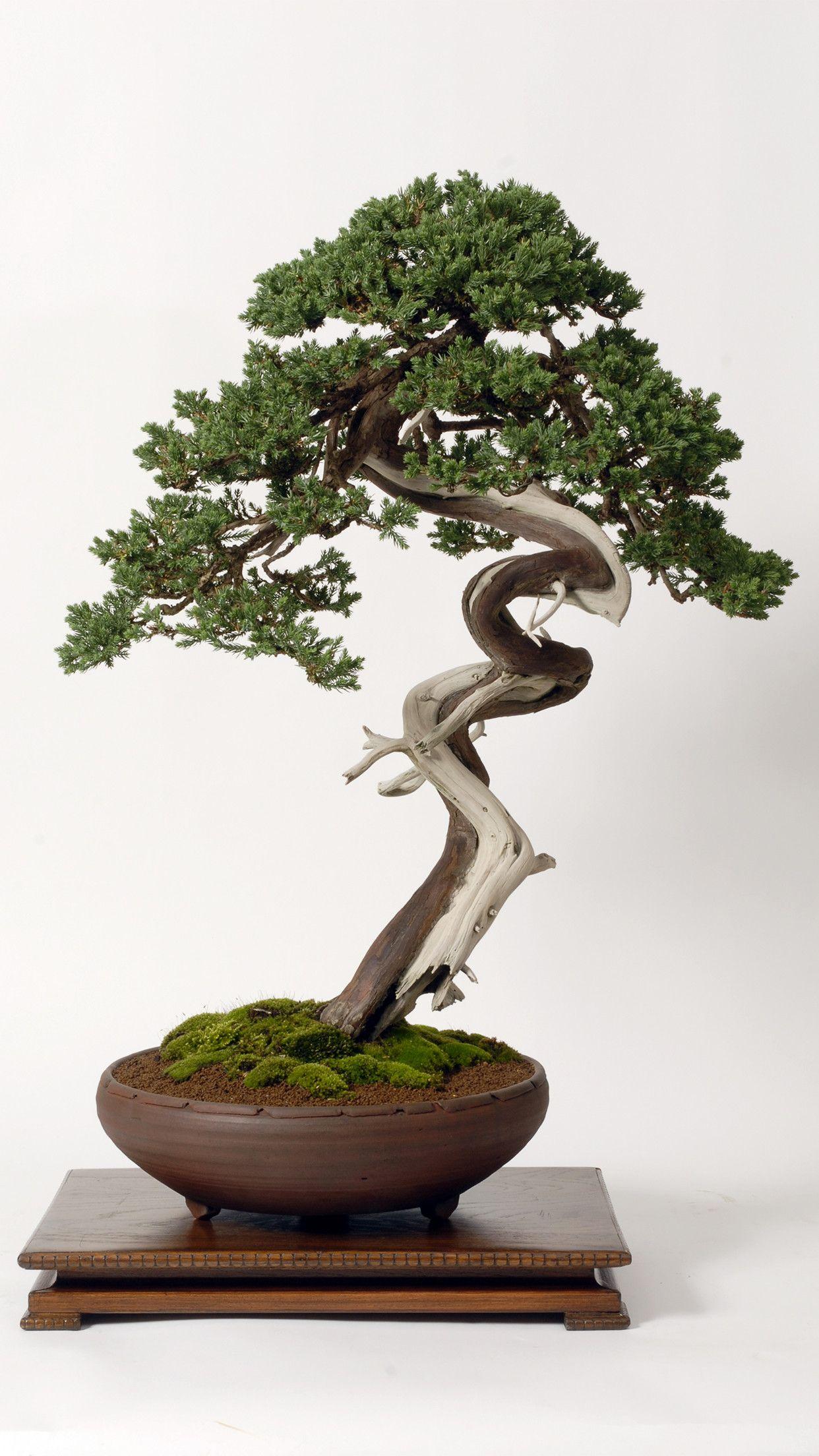 Bonsai Tree Wallpaper