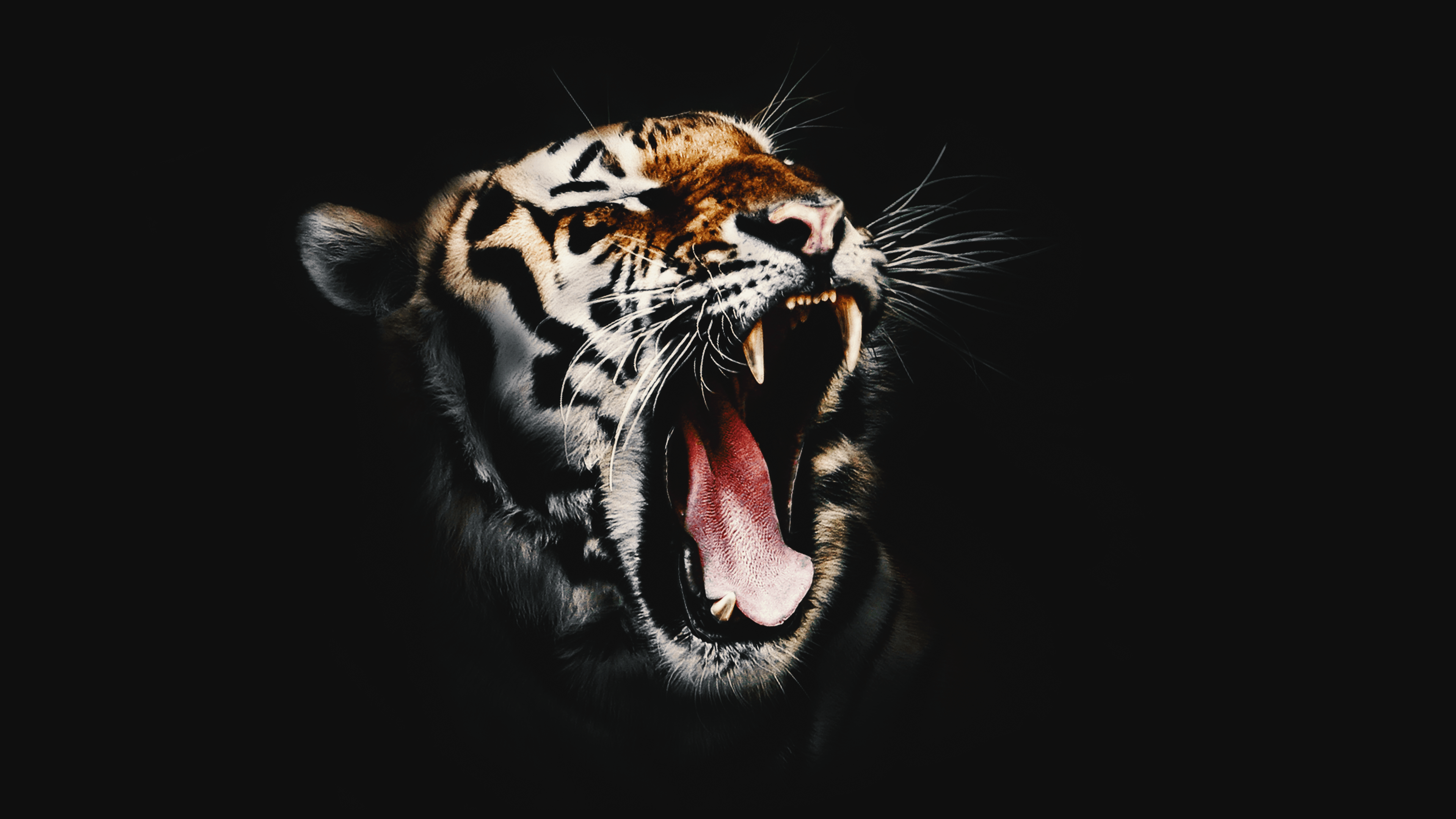 Download Free HD Wicked Tiger Desktop Wallpaper In 4K .0287