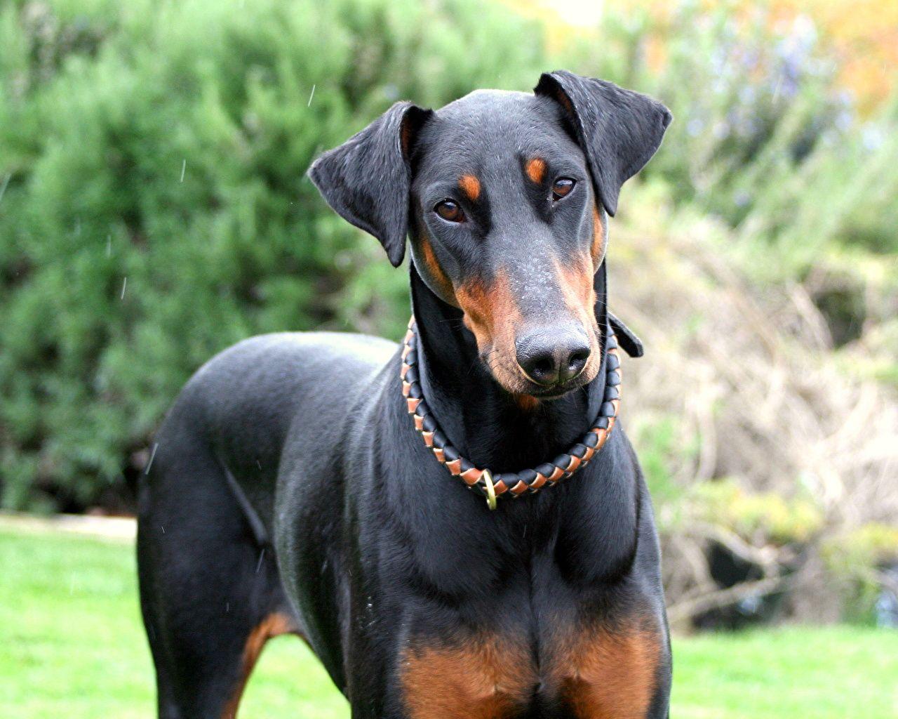 Wallpaper Doberman Pinscher Dogs Black Glance Animals