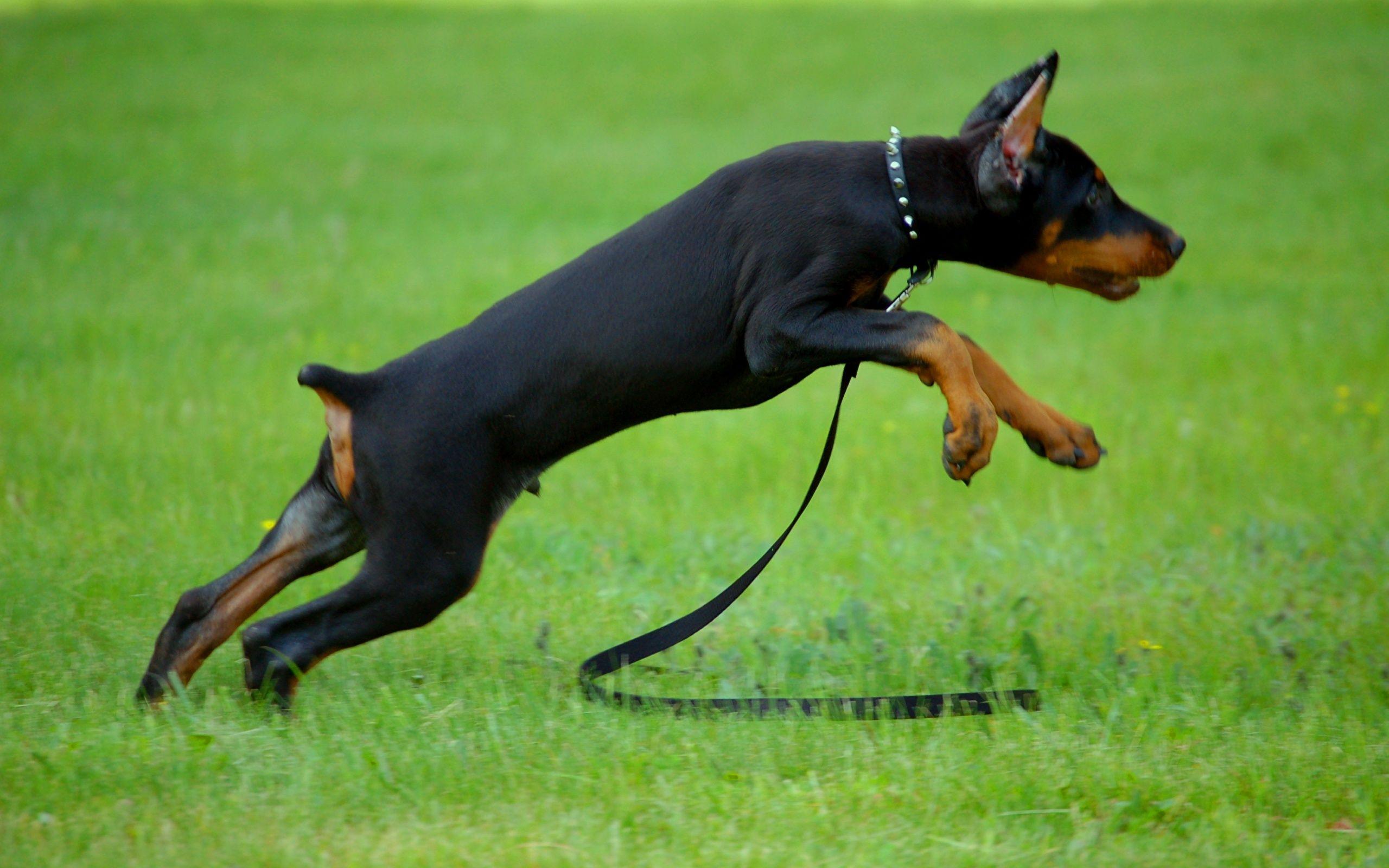 Photo Doberman Pinscher Dogs Run Black Grass Animals 2560x1600