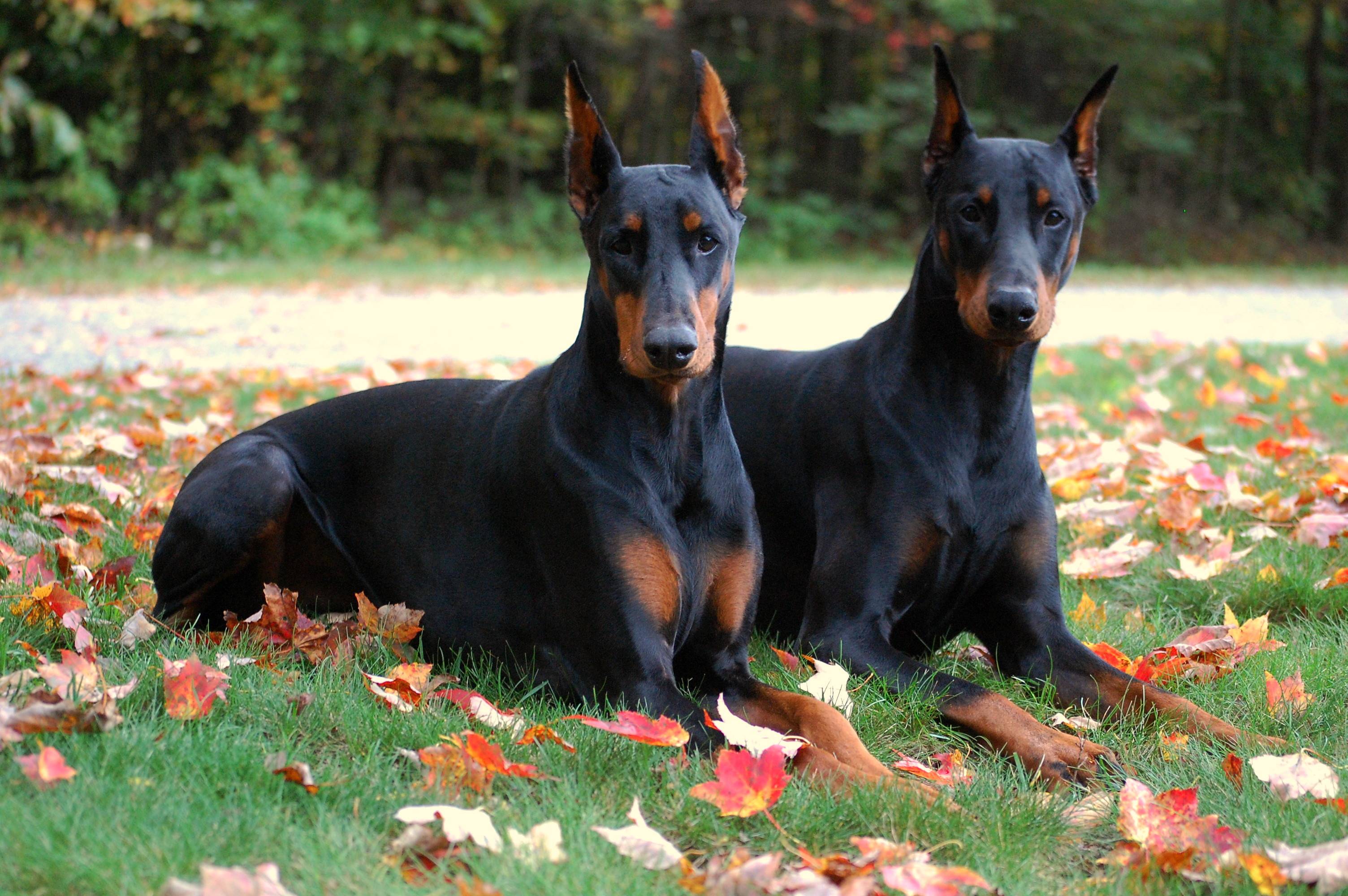 Doberman Dog Wallpaper