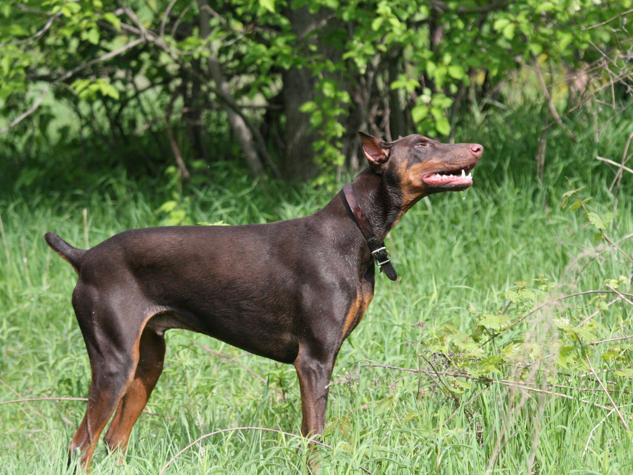 Doberman, Pinscher, Dog, Desktop, Wallpaper, In, Widescreen