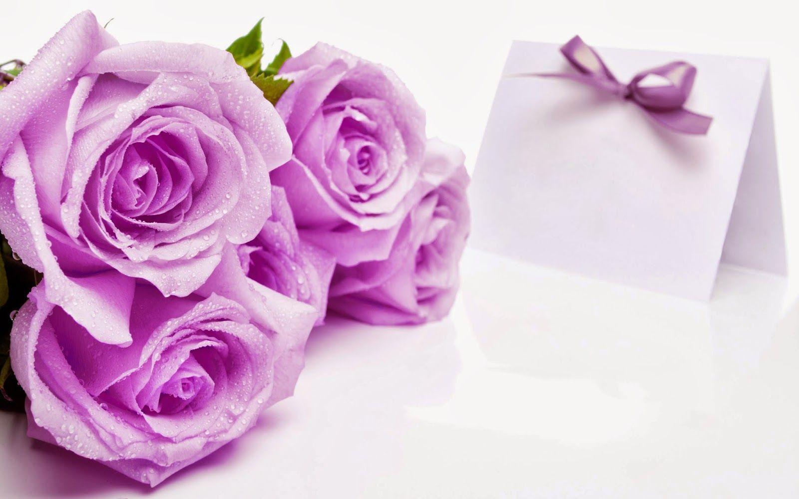 Beautiful Purple Color Roses Flowers HD Wallpaper