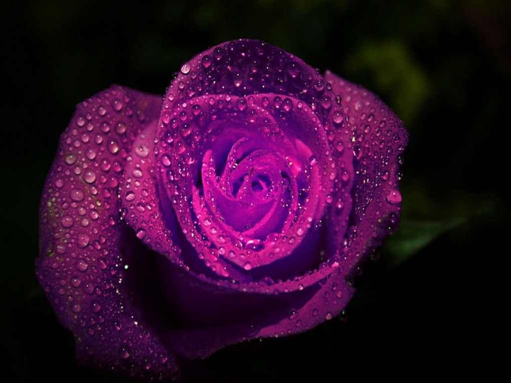 Purple Colour Flower Wallpaper Purple Roses. Purple Color Rose