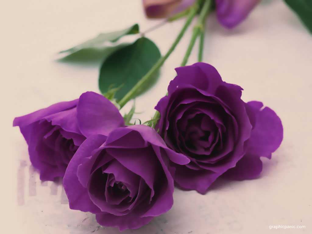 violet rose color