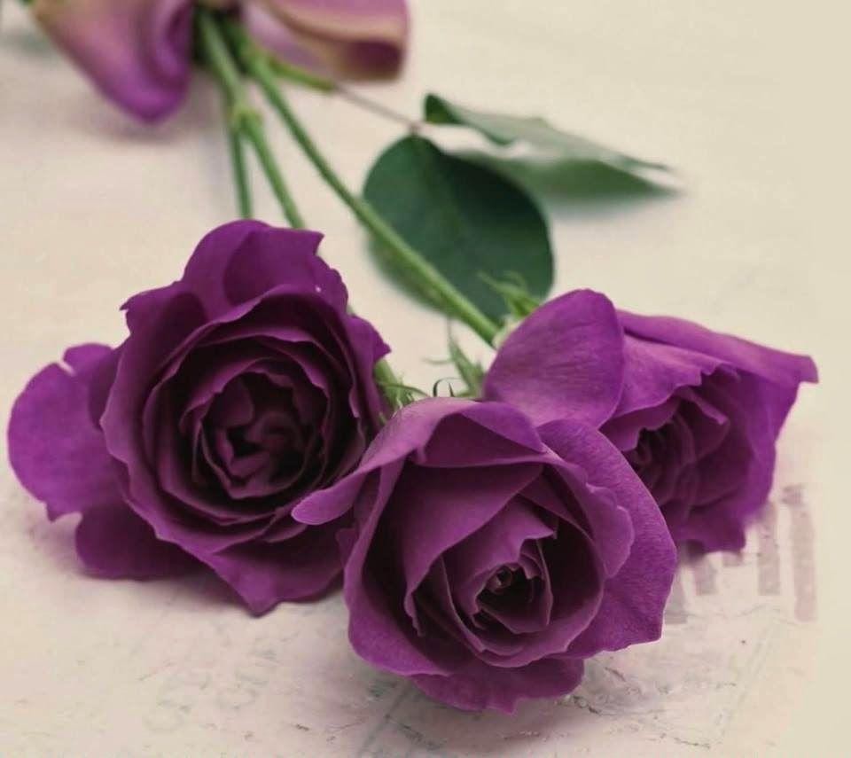 Beautiful Purple Color Rose Wallpaper 1080p. Beautiful Roses
