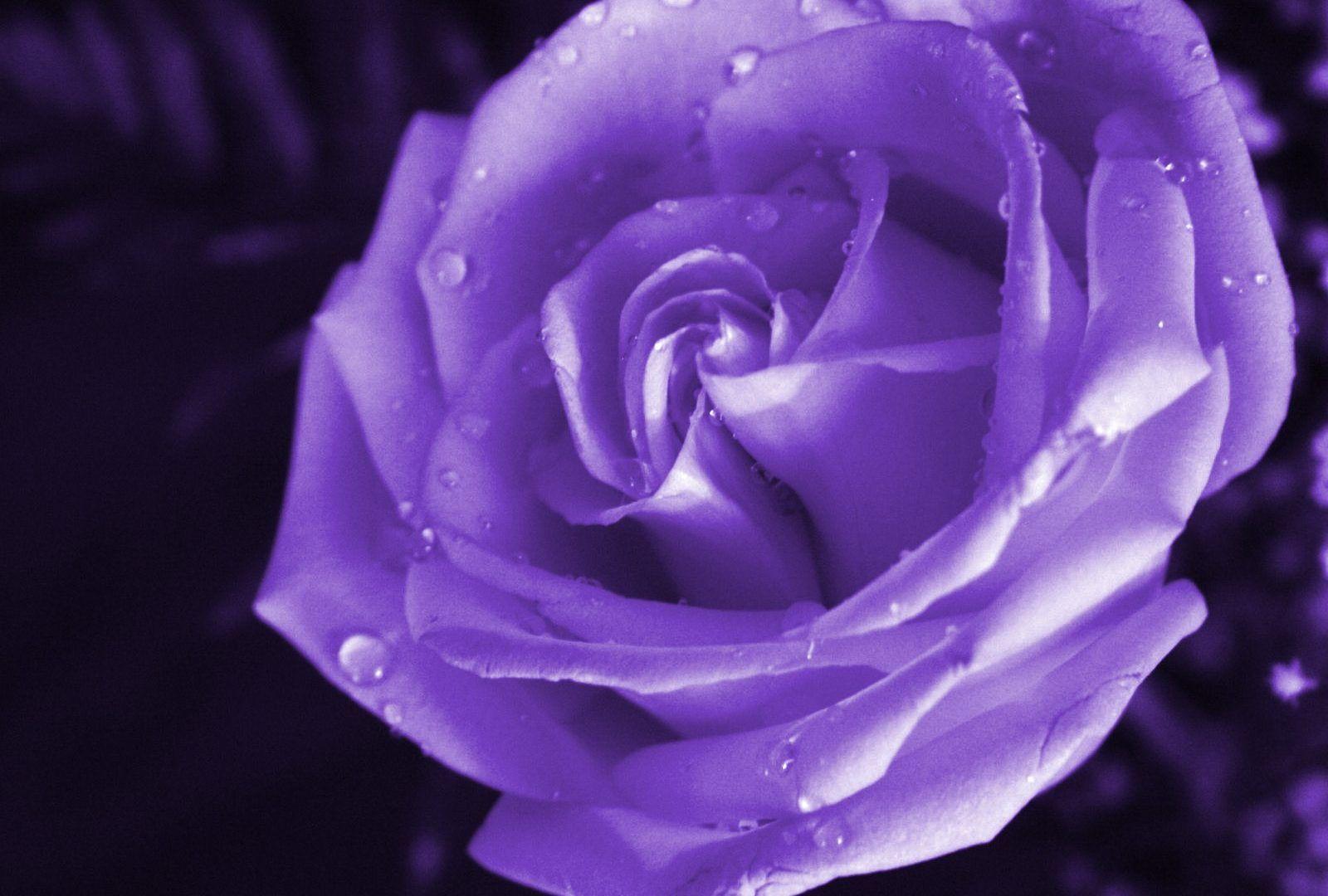 Flowers: Rose Purple Roses Flowers Flower HD Image Wallpaper for HD