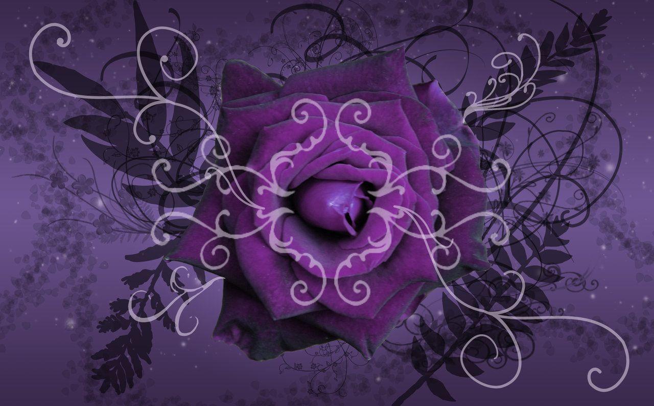 Purple Twilight Rose Wallpaper