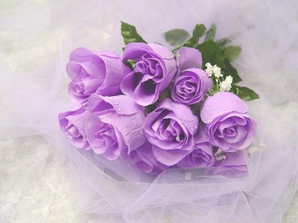 Magnificent Purple Roses Wallpaper. Roses. Rose