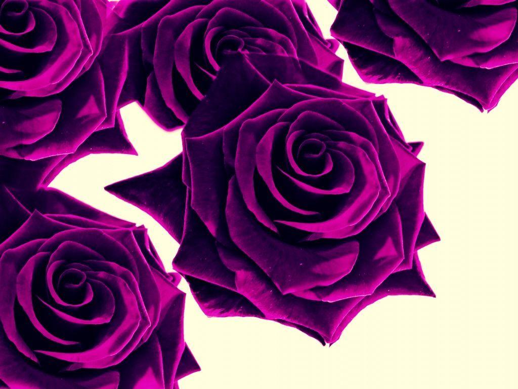 Purple Roses Wallpaper. Wallpaper Color. Valentines