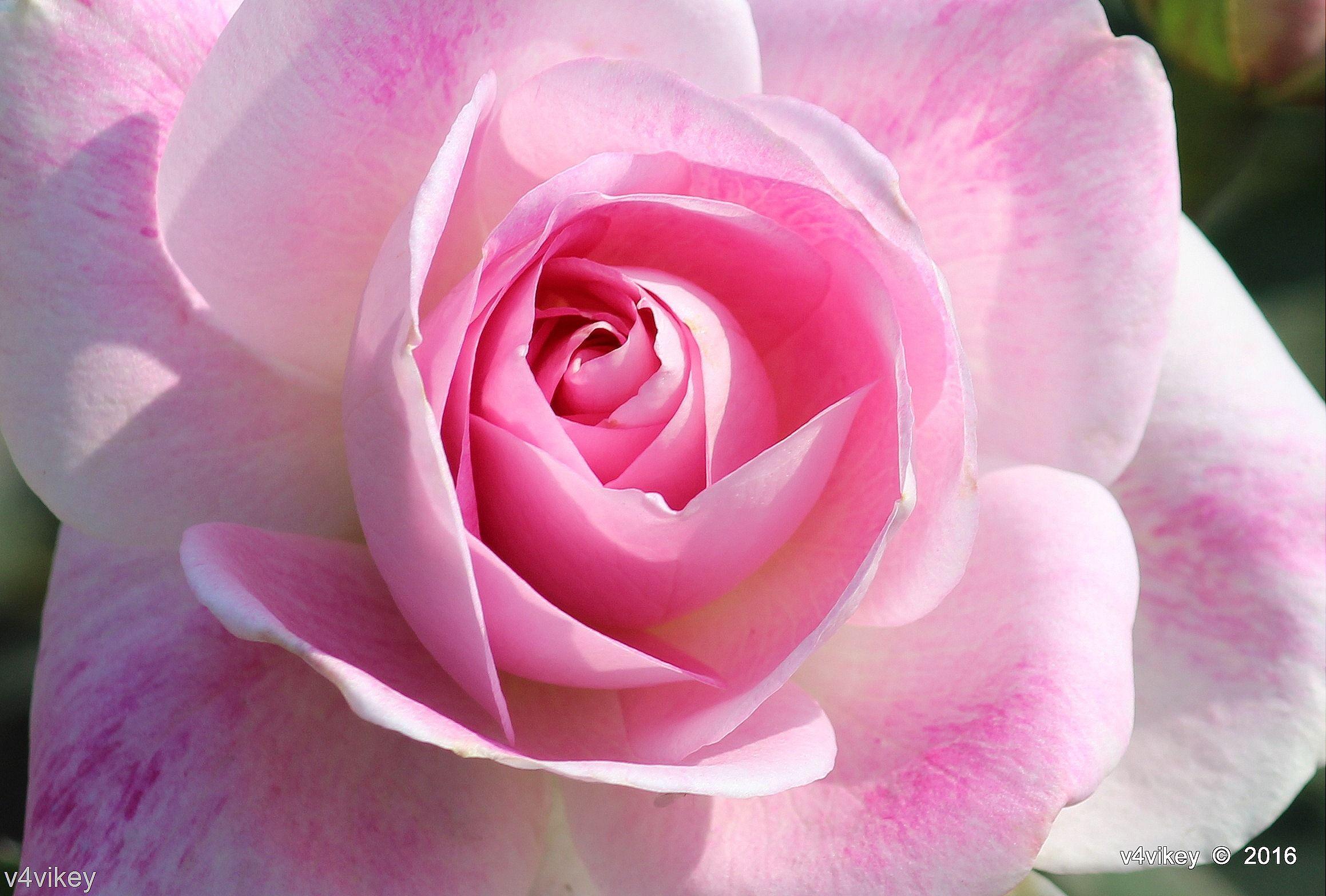 Types of Rose Flower
