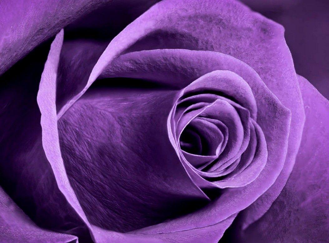 Flower: Violet Rose Purple Close Up Macro Flowers 4k Wallpaper