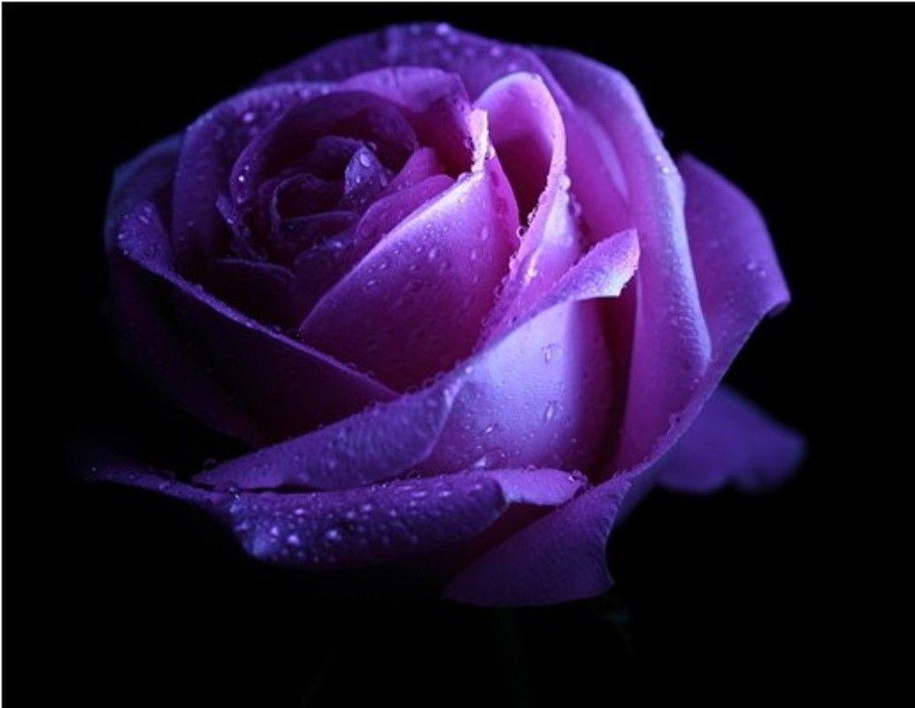 Beautiful Purple Rose Image