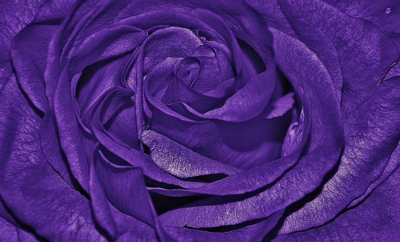 Flower Queen Color Purple Roses Rose Wallpaper HD Download Flower
