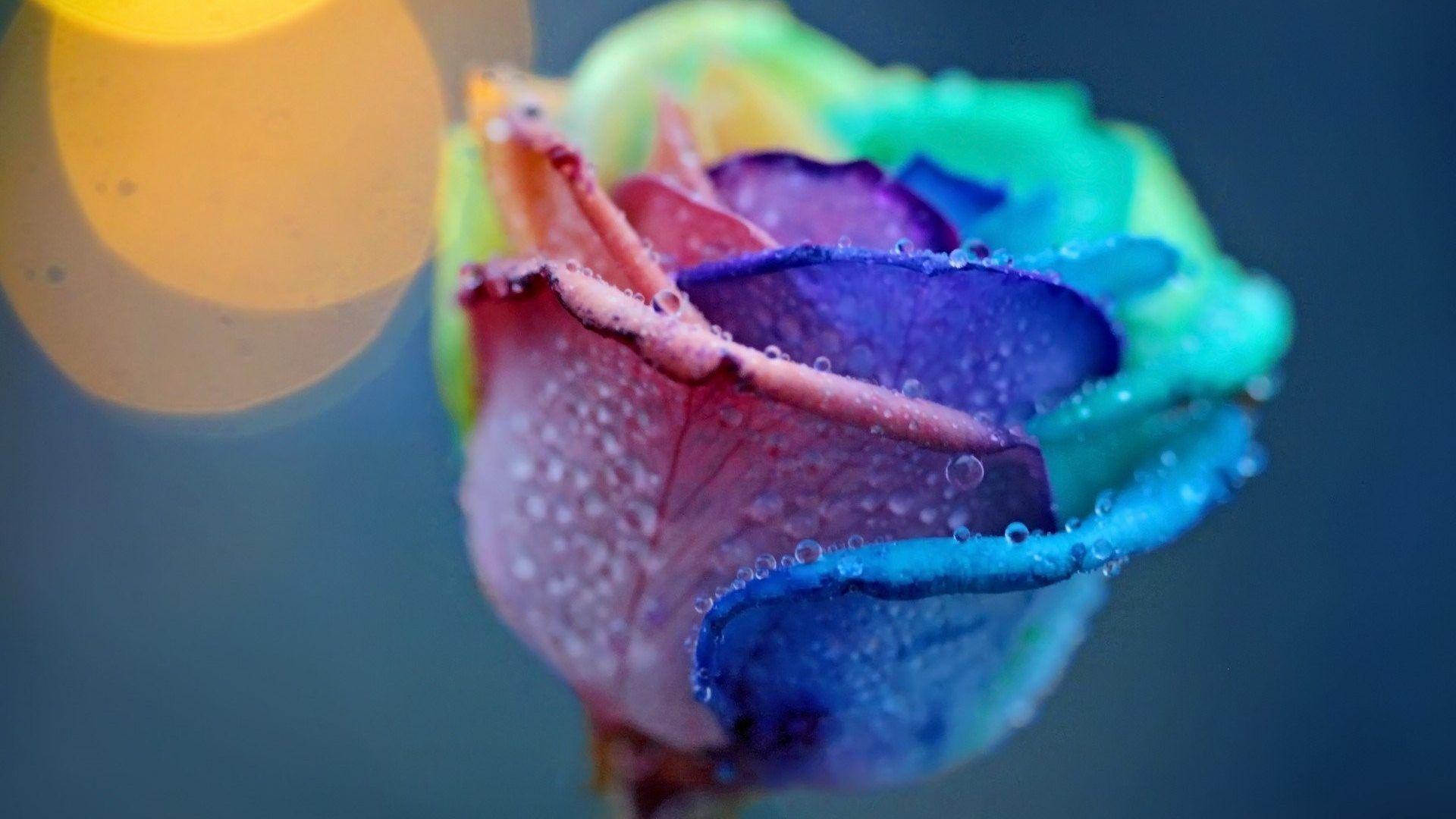 Flowers: Beautiful Selective Roses Colors Desktop Image HD Nature