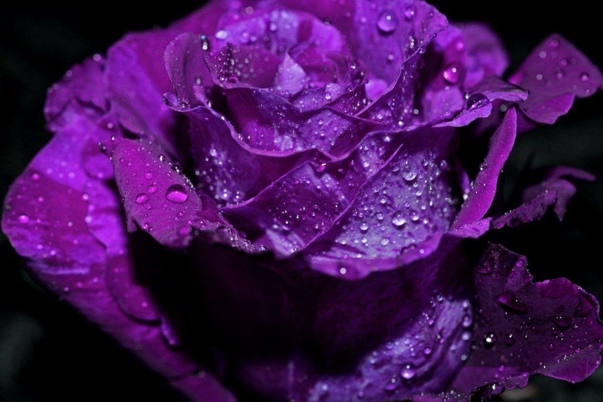 Flowers: Flower Purple Dewdrops Soft Macro Rose Wallpaper Beautiful