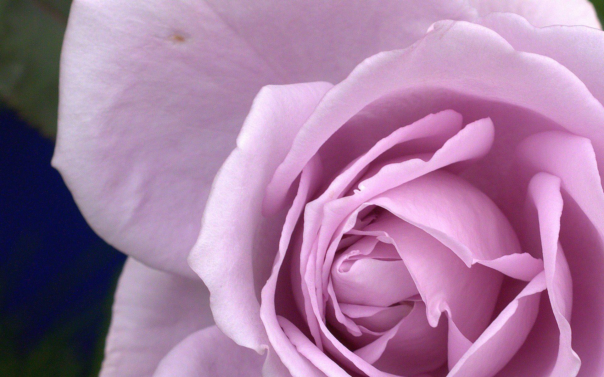 Roses flower, Roses photo, roses wallpaper for your desktop