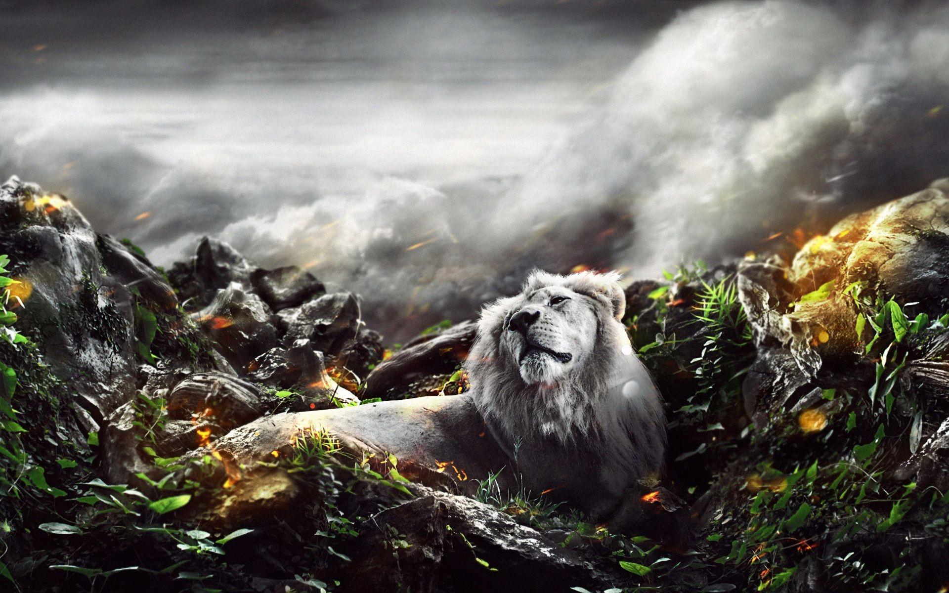 Wallpaper.wiki Lion Amazing View 3D New Wide Wallpaper PIC