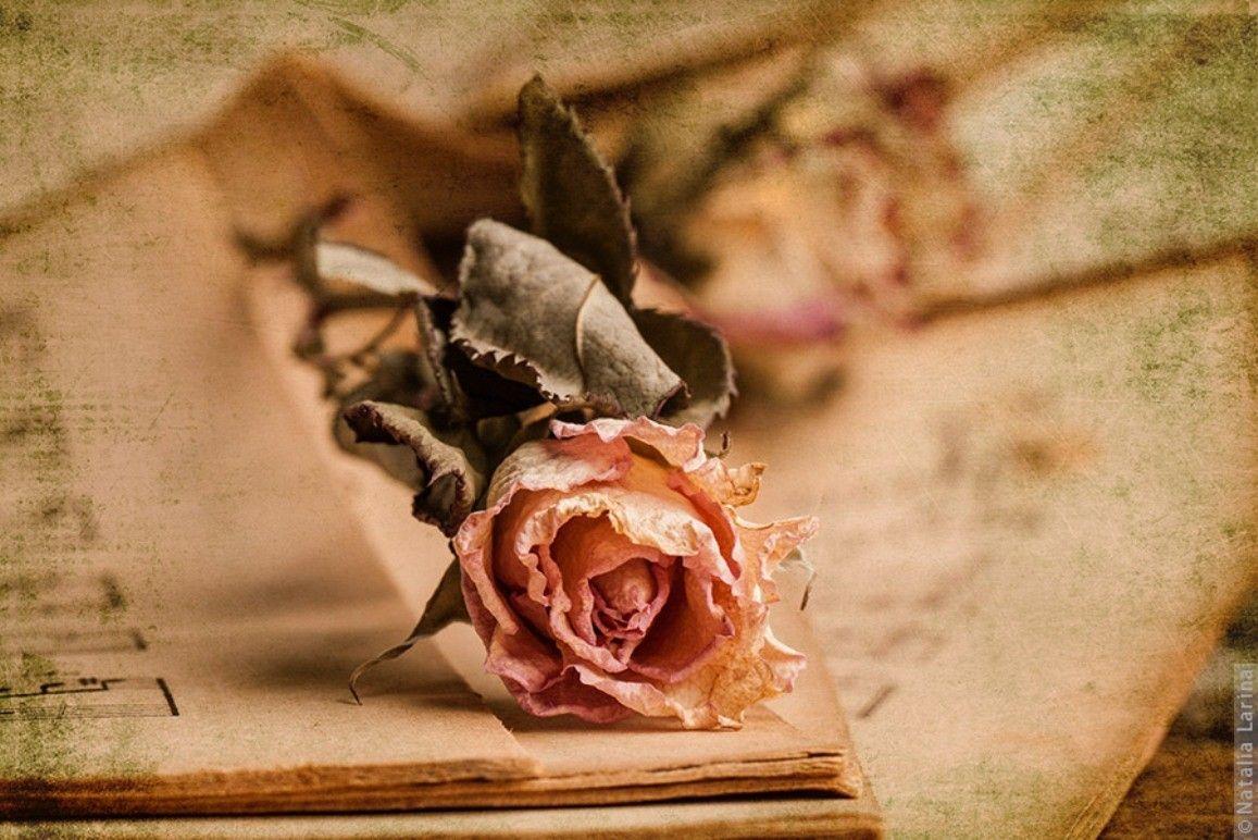Flower Pink Long Forgotten Rose Vintage HD Wallpaper For Android