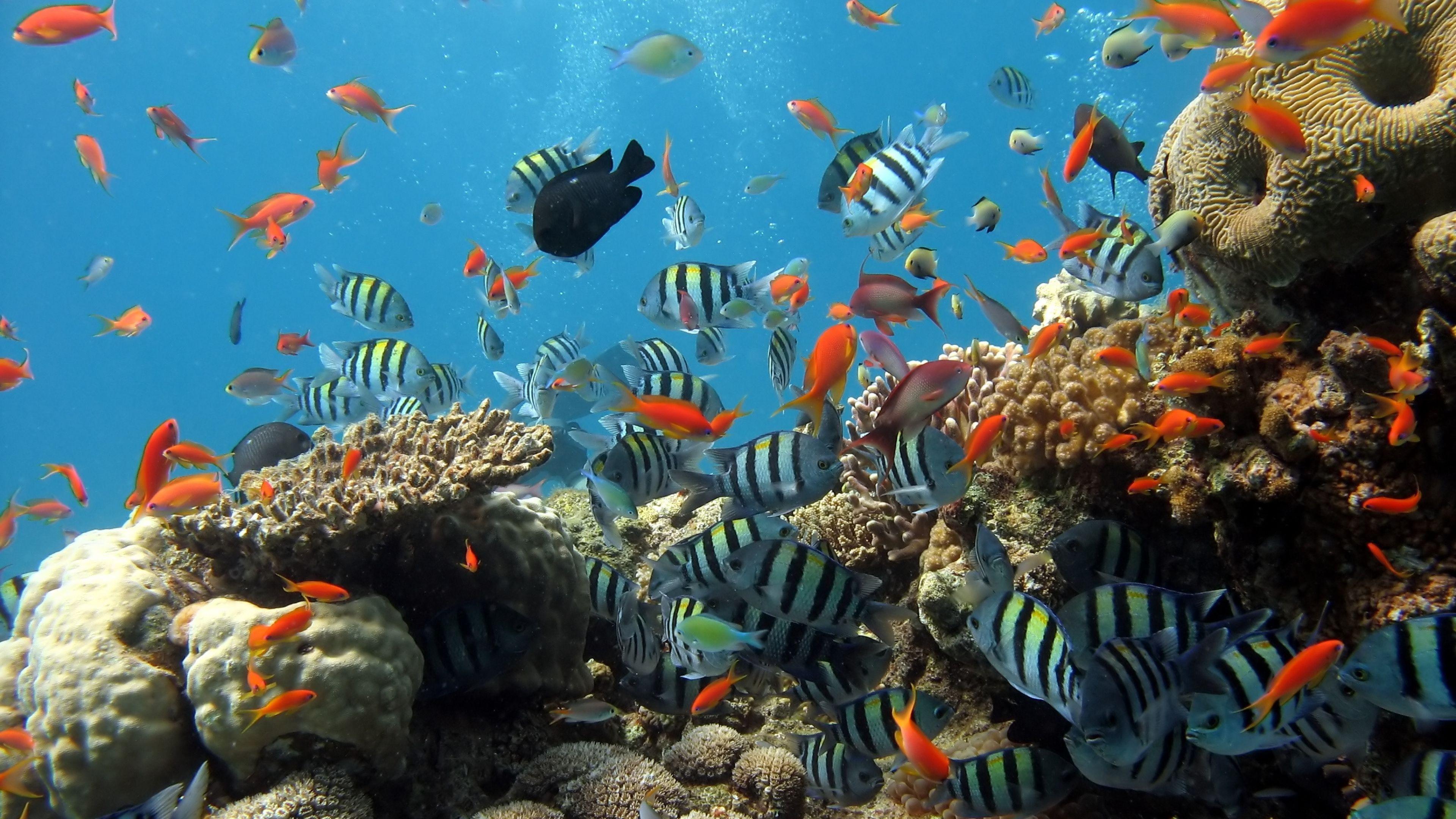 4K Ultra HD Underwater Wallpaper HD, Desktop Background 3840x2160. Aquarium background, Underwater wallpaper, Fish wallpaper
