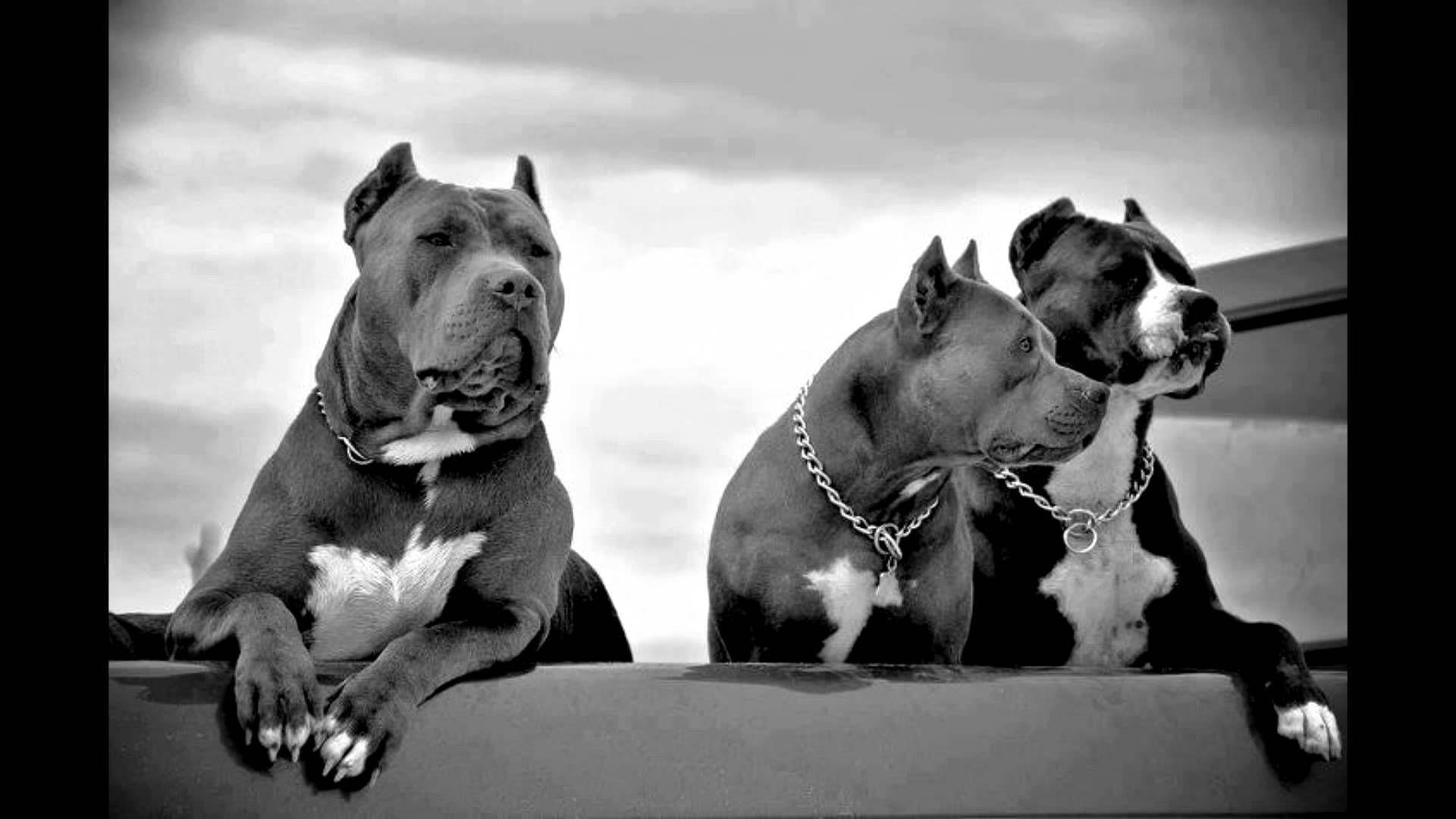 Pitbull Terrier Wallpaper