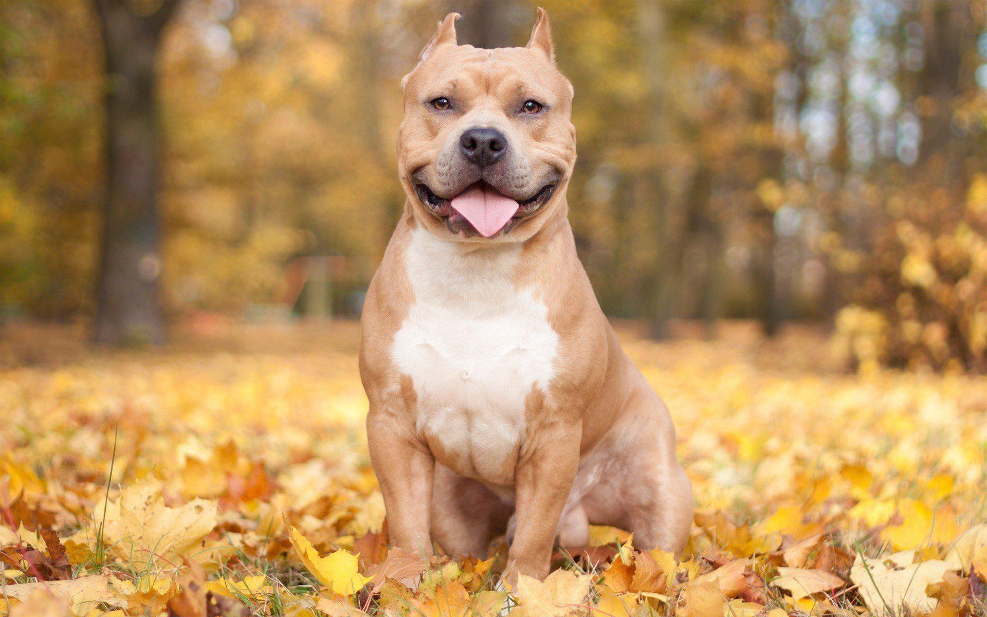 Nature Autumn Animals Leaves Dogs Iron Pitbull Free Background HD