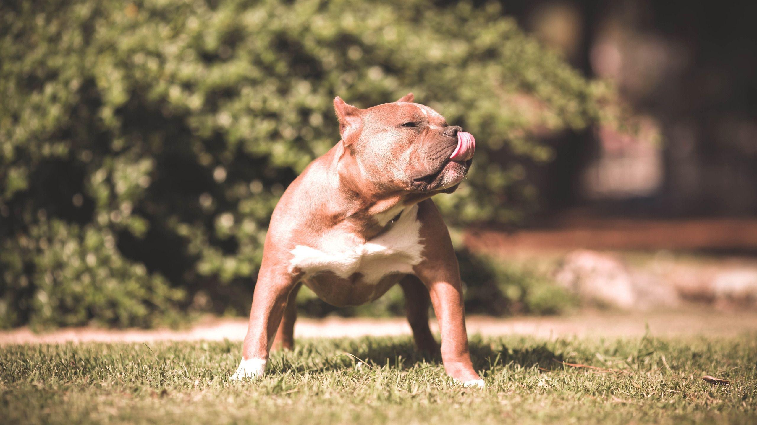 Pitbull Germany Wallpapers - Wallpaper Cave