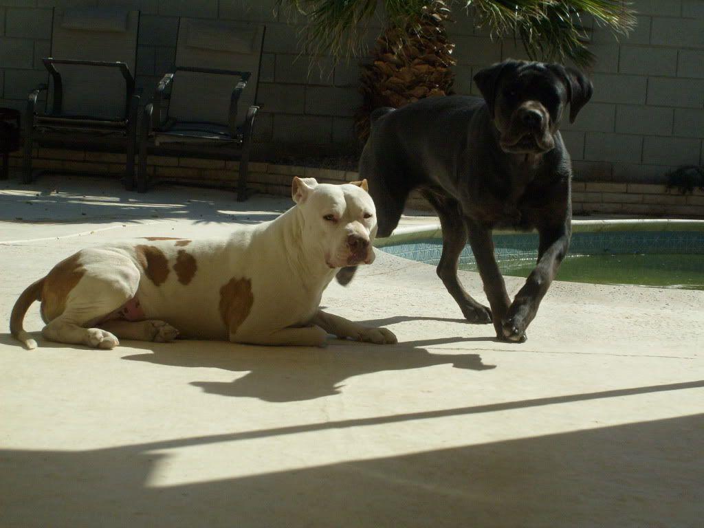 Cane Corso Wallpaper