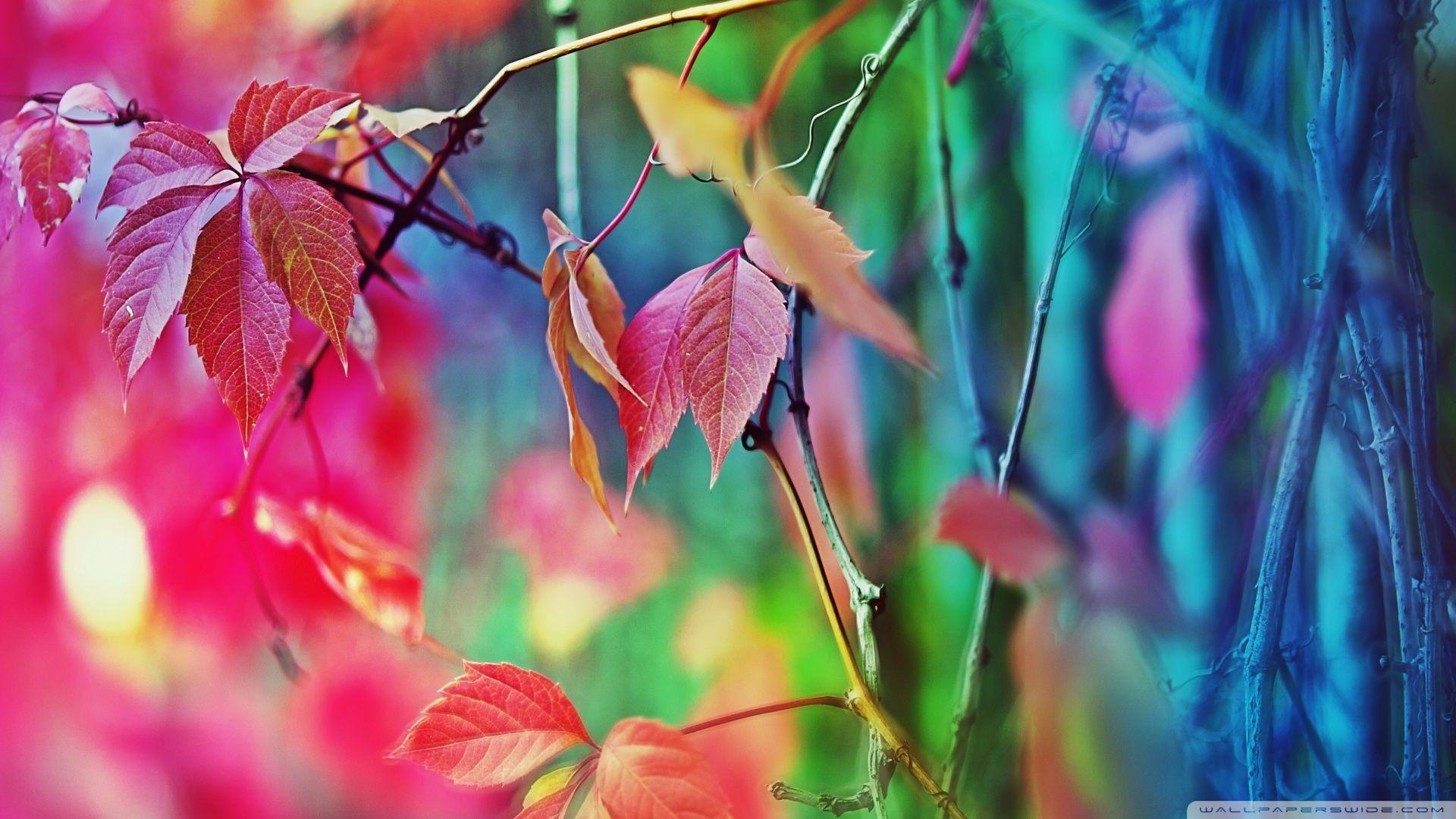 Colorful Leaves ❤ 4K HD Desktop Wallpaper for 4K Ultra HD TV • Dual