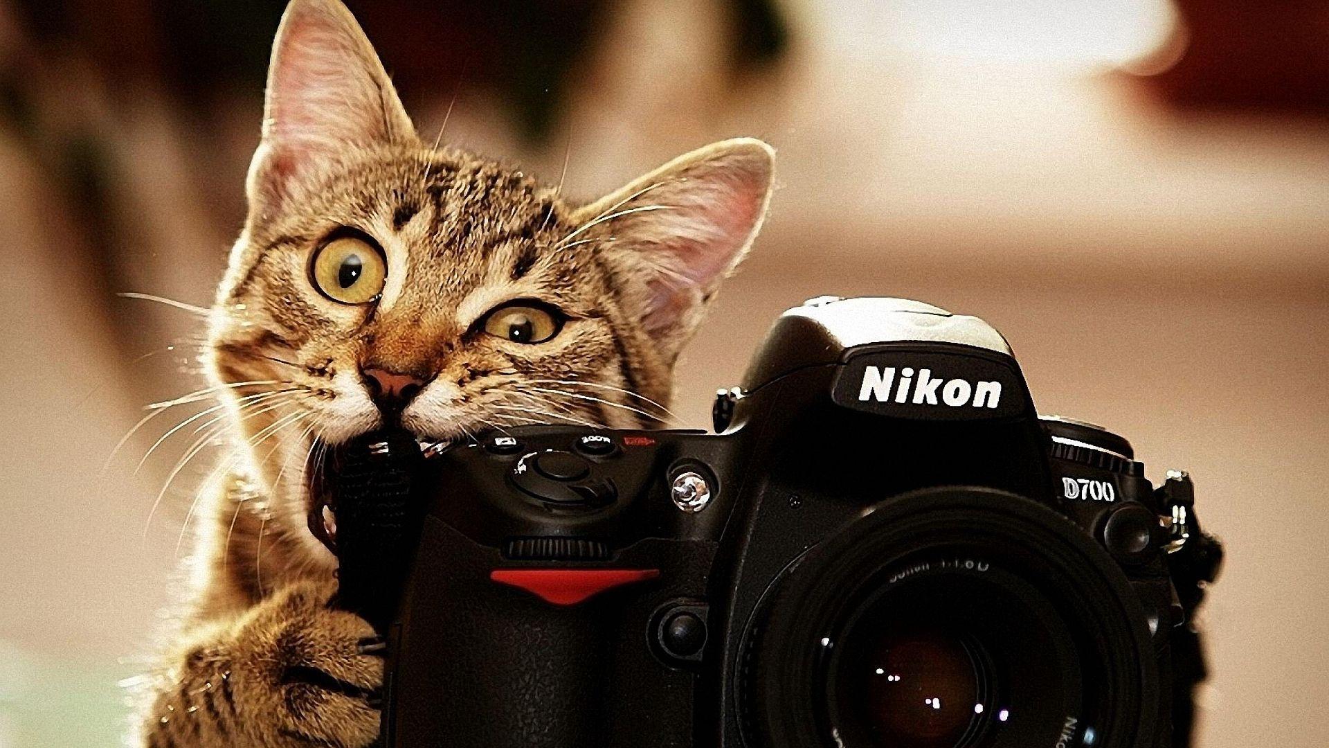 Free 1920x1080 Cat Camera Funny Wallpaper Full HD 1080p Background